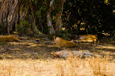 Small pride of lions in the shade of a tree, serengeti, tanzania