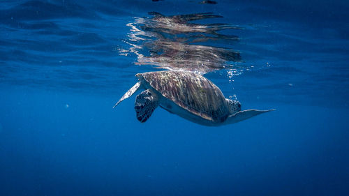 Swimming green sea turtle at pagkilatan