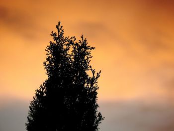 Low angle view of silhouette tree against sky during sunset