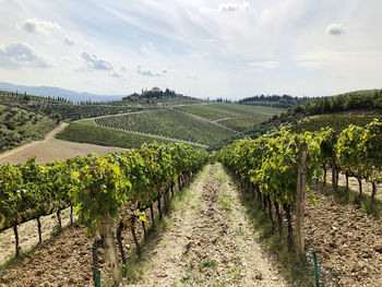 Scenic view of vineyard against sky