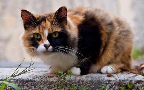 Close-up portrait of cat