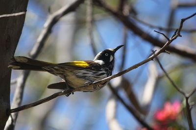 Low angle view of bird perching on tree