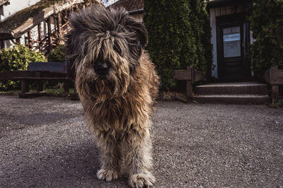 Portrait of dog standing in front of building