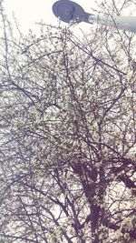 Low angle view of bare trees against sky