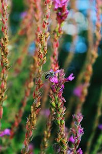 Close-up of bee on flower