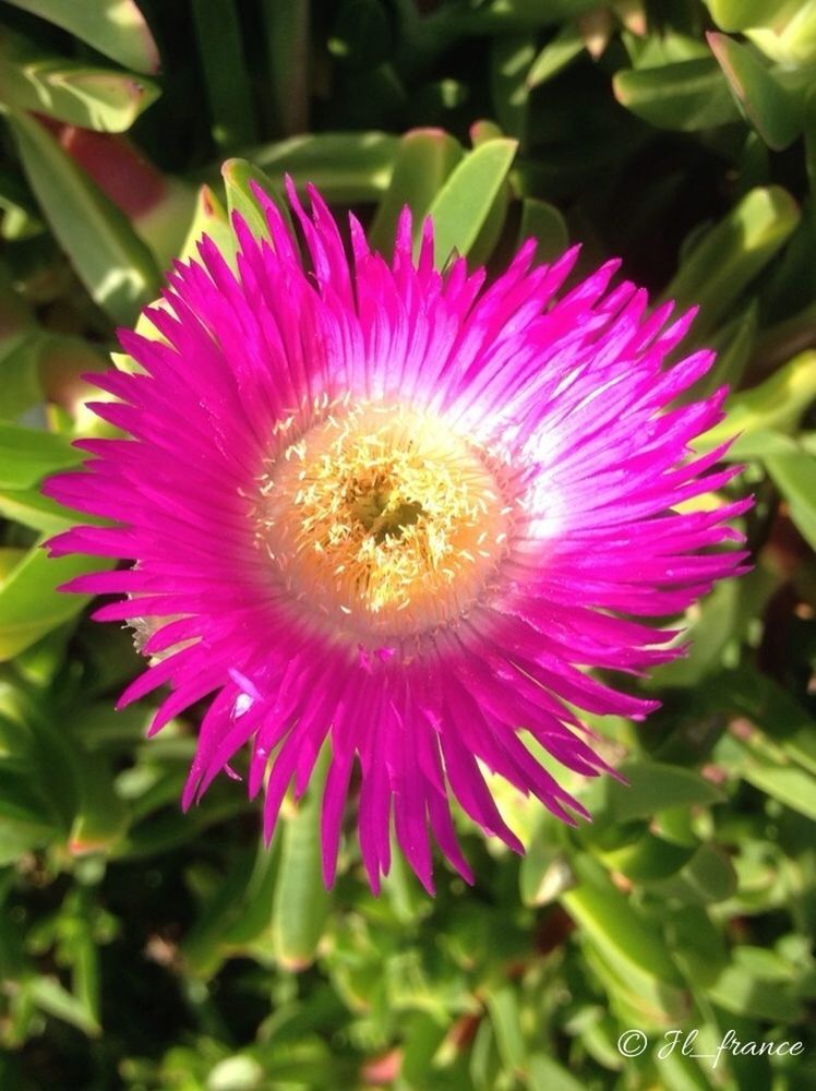 flower, freshness, petal, flower head, fragility, growth, beauty in nature, pink color, single flower, close-up, blooming, pollen, nature, plant, focus on foreground, in bloom, stamen, leaf, blossom, outdoors