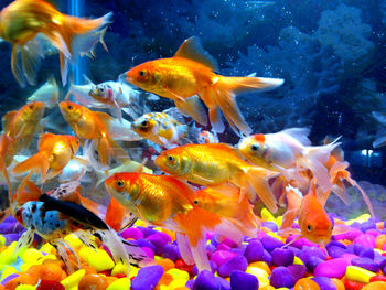 School of goldfish swimming in tank