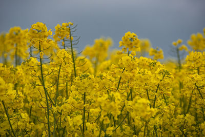 Scenic view of oilseed rape field