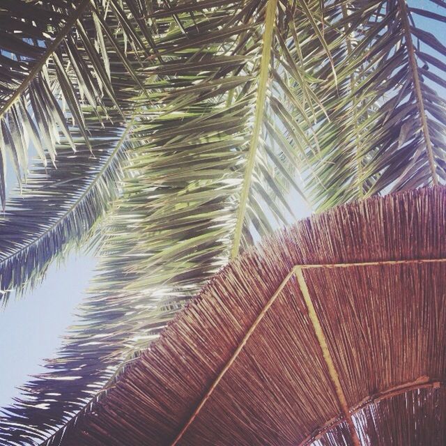 tree, palm tree, growth, branch, low angle view, nature, tree trunk, sunlight, palm leaf, tranquility, leaf, outdoors, no people, beauty in nature, day, shadow, plant, reflection, sky, water