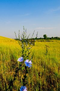 Purple flowering plants on field against sky