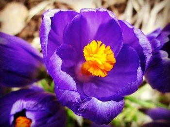 Close-up of purple flower