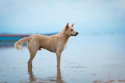 Dog standing on beach