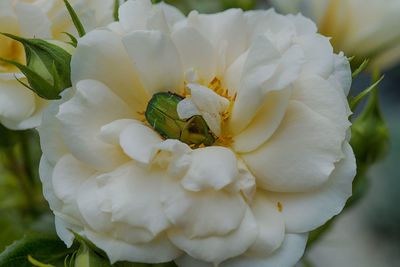 Close-up of white flowers