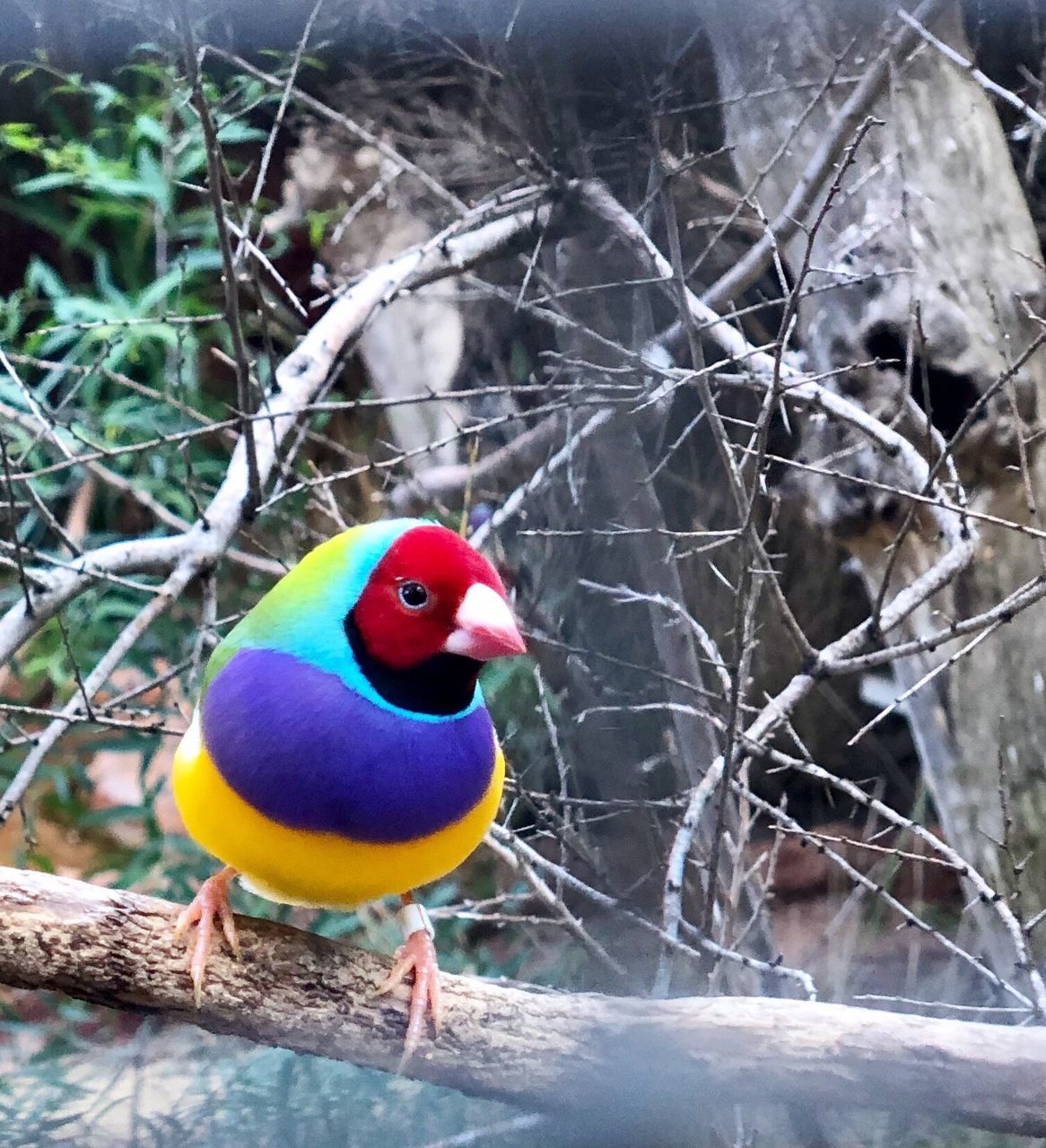 CLOSE-UP OF BIRD PERCHING ON A BRANCH