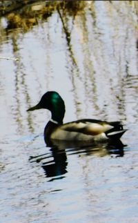 Duck swimming in lake