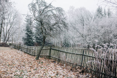 Bare trees in forest during winter