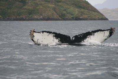 View of crab swimming in sea