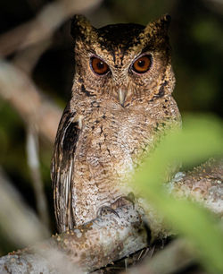 Close-up portrait of a owl