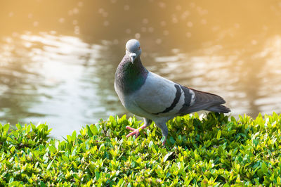 Bird perching on a lake
