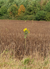 Yellow flowers growing on field