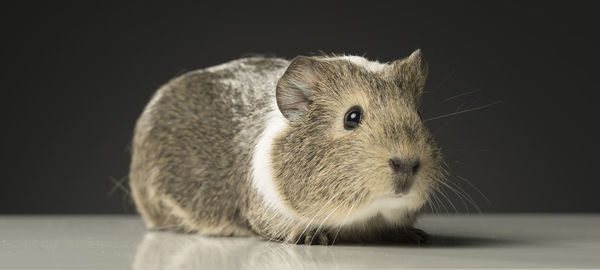 Close-up of rabbit against gray background