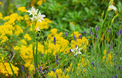 Close-up of yellow flowering plants on field