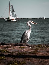 Heron in front of sailboat