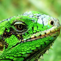 Close-up of green iguana