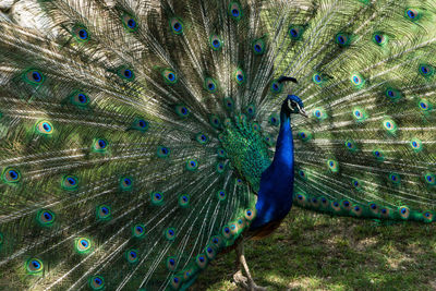 Close-up of peacock