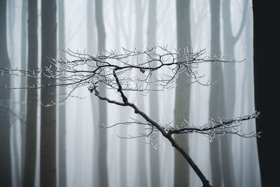 Close-up of frozen plant