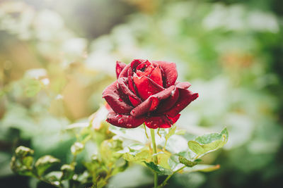 Close-up of red rose