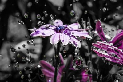Close-up of wet purple flowering plants during rainy season
