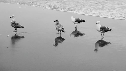 Birds perching on lake