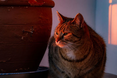 Cat warms up in the rays of the sunset