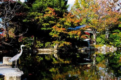 Reflection of trees in water