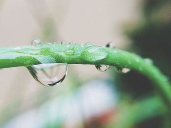 Close-up of water drops on plant