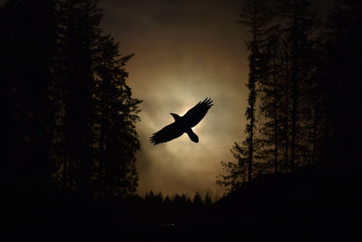 Silhouette bird flying in the sky