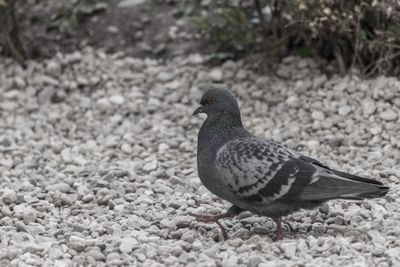 Close-up of bird