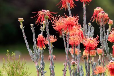 Close-up of flowers blooming outdoors