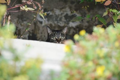 Portrait of a cat