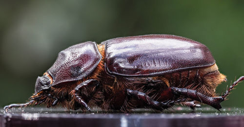 Close-up of insect