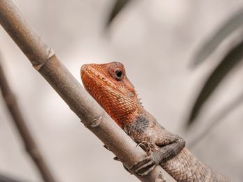 Close-up of lizard