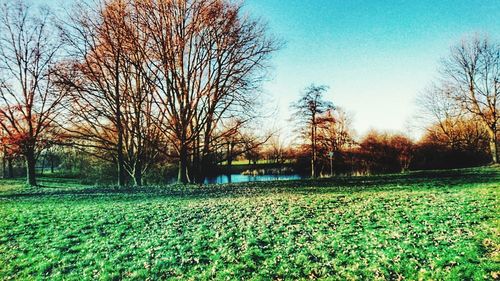 Bare trees on field against sky