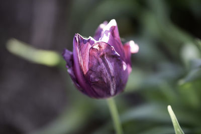 Close-up of purple flower