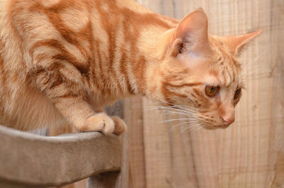 Close-up of ginger cat