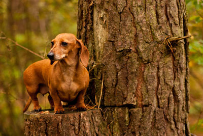 Dog looking away on tree trunk