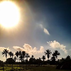 Sun shining through trees