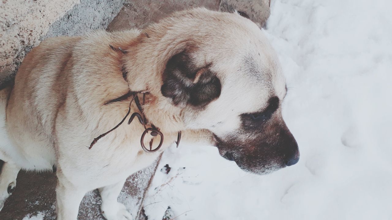 dog, mammal, animal themes, domestic animals, pets, cold temperature, winter, snow, one animal, outdoors, high angle view, no people, nature, day, close-up