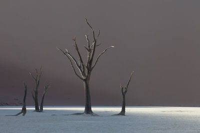 Old trees in the namibia desert