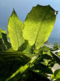 green